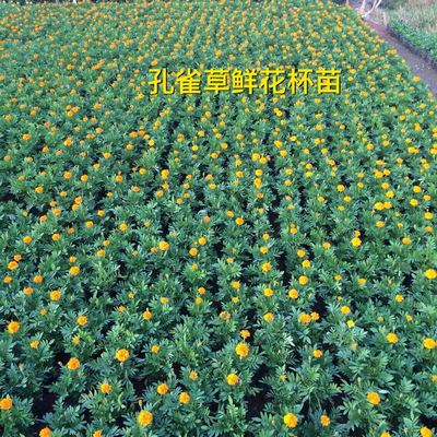 孔雀草鮮花杯苗