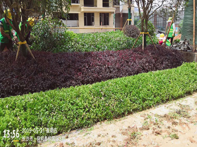 園林施工現(xiàn)場(chǎng)8