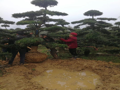 園林施工現場12