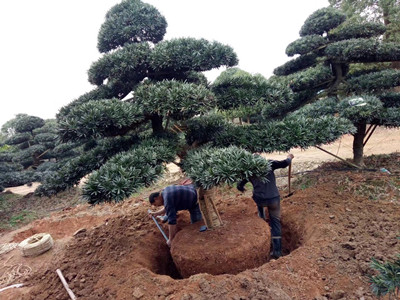 園林施工現場18